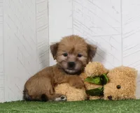 Tyler, a male Shih Tzu and Yorkshire Terrier for sale in Millersburg, OH – 1 of 4
