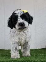 Debbie, a female Cockapoo for sale in Millersburg, OH – 2 of 4