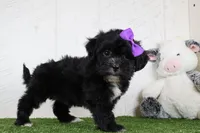Stacey, a female Bichon Frise and Shih Tzu for sale in Millersburg, OH – 2 of 4