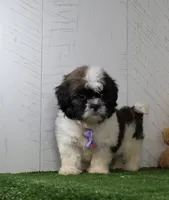 Denzel, a male Shih Tzu for sale in Millersburg, OH – 3 of 5