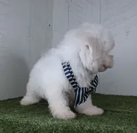 Benett, a male Bichon Frise for sale in Millersburg, OH – 3 of 5