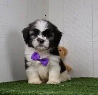 Cooper, a male Shih Tzu for sale in Millersburg, OH – 1 of 4
