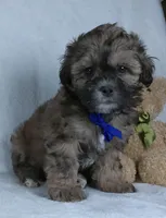 Bryson, a male Shihpoo for sale in Millersburg, OH – Photo 5 of 7