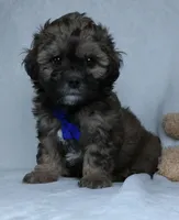 Bryson, a male Shihpoo for sale in Millersburg, OH – Photo 3 of 7