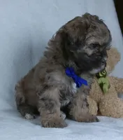 Bryson, a male Shihpoo for sale in Millersburg, OH – Photo 6 of 7