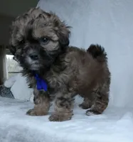Bryson, a male Shihpoo for sale in Millersburg, OH – Photo 7 of 7