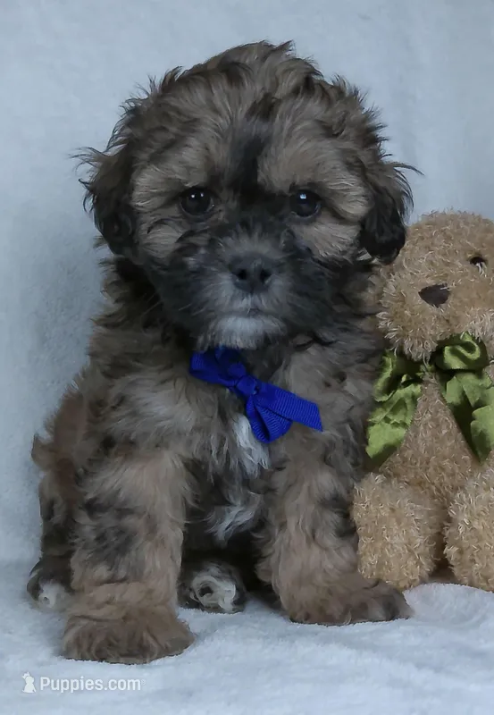Bryson, a male Shihpoo for sale in Millersburg, OH – Photo 1 of 7