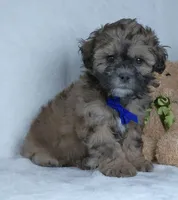 Bryson, a male Shihpoo for sale in Millersburg, OH – Photo 4 of 7