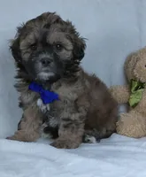 Bryson, a male Shihpoo for sale in Millersburg, OH – Photo 2 of 7