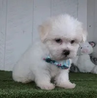 Benson, a male Bichon Frise for sale in Millersburg, OH – 4 of 5