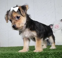 Iyla, a female Bichon Frise and Yorkshire Terrier for sale in Millersburg, OH – 5 of 5