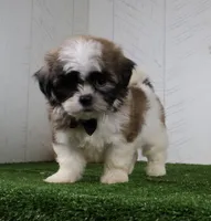 Travis, a male Shih Tzu for sale in Millersburg, OH – 6 of 6