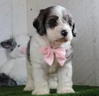 Bruno, a male Cockapoo for sale in Millersburg, OH – 2 of 4