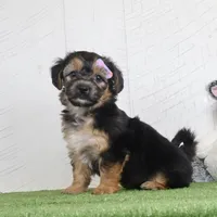 Piper, a female Bichon Frise and Yorkshire Terrier for sale in Millersburg, OH – 2 of 4