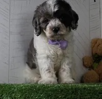Winston, a male Cockapoo for sale in Millersburg, OH – 4 of 4