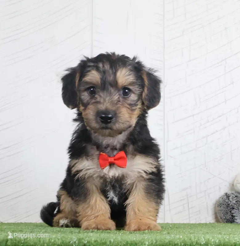 Parker – Bichon Frise, Yorkshire Terrier puppy for sale in Millersburg, OH