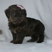 Norie, a female Yorkipoo for sale in Millersburg, OH – 2 of 3