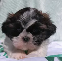 Patches, a male Shih Tzu for sale in Millersburg, OH – 4 of 5