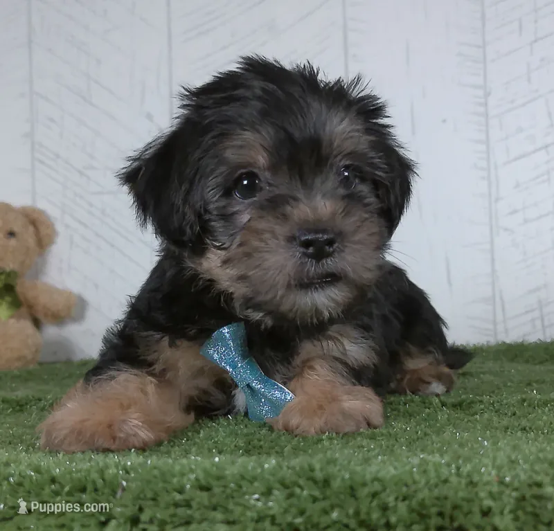 Winnie – Shorkie puppy for sale in Millersburg, OH