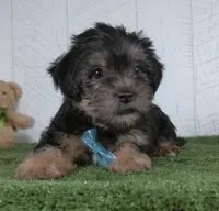 Winnie, a male Shorkie for sale in Millersburg, OH – 1 of 4