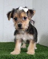 Iyla, a female Bichon Frise and Yorkshire Terrier for sale in Millersburg, OH – 4 of 5