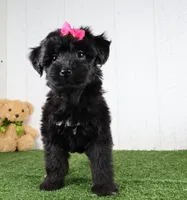 Stella, a female Bichon Frise and Yorkshire Terrier for sale in Millersburg, OH – 4 of 5