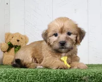 Tyler, a male Shih Tzu and Yorkshire Terrier for sale in Millersburg, OH – 4 of 4