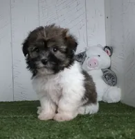 Mia, a female Bichon Frise for sale in Millersburg, OH – 3 of 4