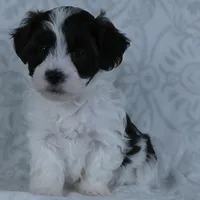 Patches, a male Bichon Frise and Shih Tzu for sale in Millersburg, OH – Photo 5 of 6