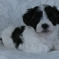 Patches, a male Bichon Frise and Shih Tzu for sale in Millersburg, OH – Photo 3 of 6