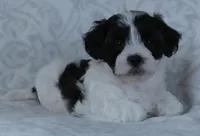 Patches, a male Bichon Frise and Shih Tzu for sale in Millersburg, OH – Photo 3 of 6