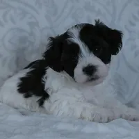 Patches, a male Bichon Frise and Shih Tzu for sale in Millersburg, OH – Photo 2 of 6