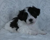 Patches, a male Bichon Frise and Shih Tzu for sale in Millersburg, OH – Photo 1 of 6