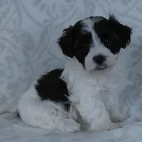 Patches, a male Bichon Frise and Shih Tzu for sale in Millersburg, OH – Photo 4 of 6