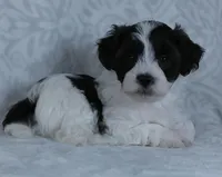 Patches, a male Bichon Frise and Shih Tzu for sale in Millersburg, OH – Photo 6 of 6