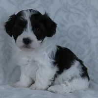 Patches, a male Bichon Frise and Shih Tzu for sale in Millersburg, OH – Photo 1 of 6