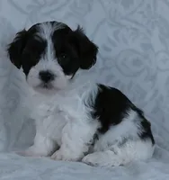 Patches, a male Bichon Frise and Shih Tzu for sale in Millersburg, OH – Photo 2 of 6