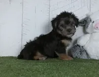Winnie, a male Shorkie for sale in Millersburg, OH – 2 of 4