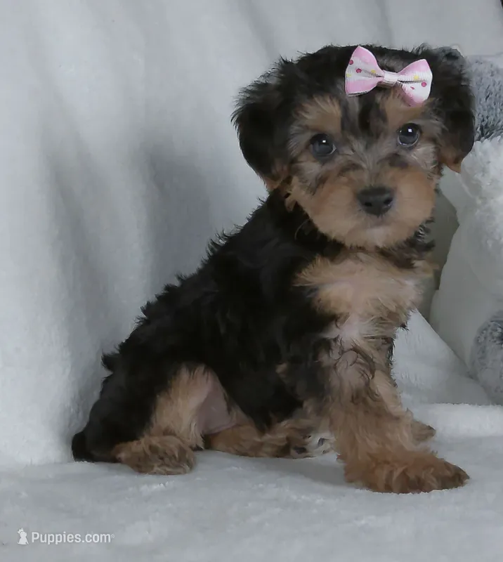 Goldie – Yorkipoo puppy for sale in Millersburg, OH
