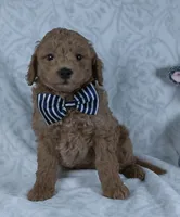 Leo, a male Miniature Goldendoodle for sale in Millersburg, OH – Photo 3 of 4
