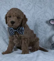 Leo, a male Miniature Goldendoodle for sale in Millersburg, OH – Photo 1 of 4