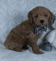 Leo, a male Miniature Goldendoodle for sale in Millersburg, OH – Photo 2 of 4
