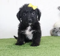 Pixel, a female Bichon Frise and Yorkshire Terrier for sale in Millersburg, OH – 3 of 3