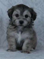 Bowser, a male Bichon Frise and Shih Tzu for sale in Millersburg, OH – Photo 2 of 5