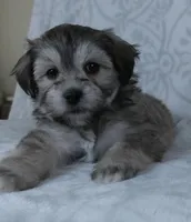 Bowser, a male Bichon Frise and Shih Tzu for sale in Millersburg, OH – Photo 4 of 5