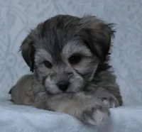 Bowser, a male Bichon Frise and Shih Tzu for sale in Millersburg, OH – Photo 5 of 5