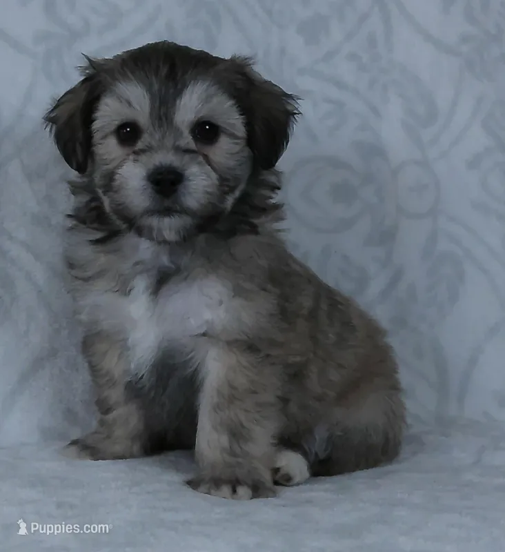 Bowser, a male Bichon Frise and Shih Tzu for sale in Millersburg, OH – Photo 1 of 5