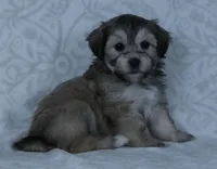 Bowser, a male Bichon Frise and Shih Tzu for sale in Millersburg, OH – Photo 3 of 5