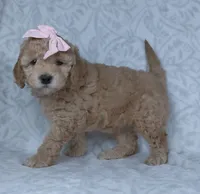 Kiki, a female Miniature Goldendoodle for sale in Millersburg, OH – Photo 2 of 3