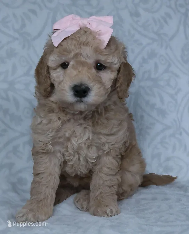 Kiki – Miniature Goldendoodle puppy for sale in Millersburg, OH